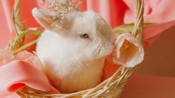 Tradycyjna święconka – co naprawdę powinno znaleźć się w koszyczku?