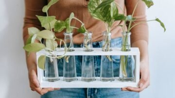 Epipremnum – roślina, która oczyszcza powietrze lepiej niż oczyszczacz