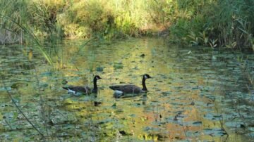 Rusza akcja ratowania mokradeł pod Warszawą. Kampinos znów ma tętnić życiem