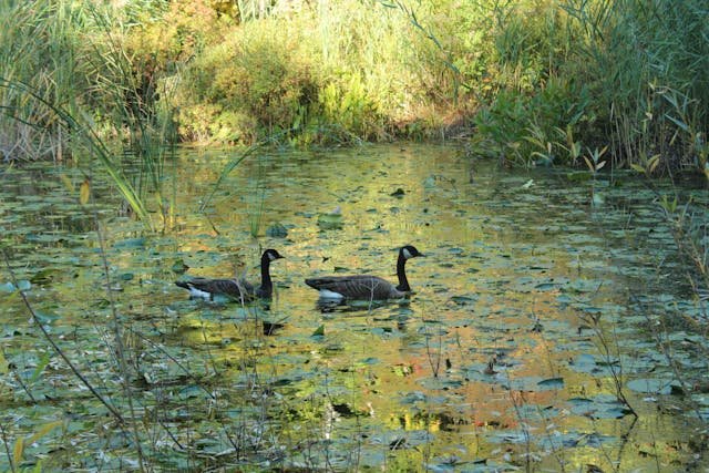 Rusza akcja ratowania mokradeł pod Warszawą. Kampinos znów ma tętnić życiem