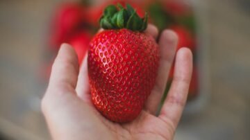 Truskawkowy sezon bez złudzeń. Ceny nie zejdą poniżej zeszłorocznych poziomów